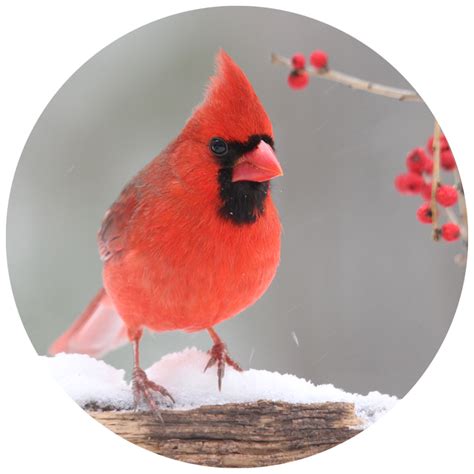 Lesson Plans Winter Bird Observation Kidsgardening
