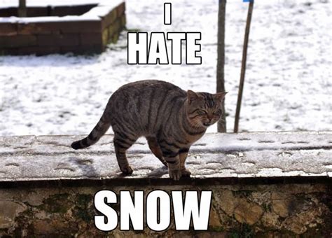 12 Funny Images Photos Of Cats That Hate Snow