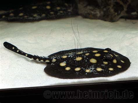 Unser team begrüßt sie auf unserer webseite. Rochen | Fische | Süßwasser | Aquaristik-Studio Heimrich