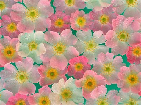 Calming Flower Wallpapers Top Free Calming Flower Backgrounds