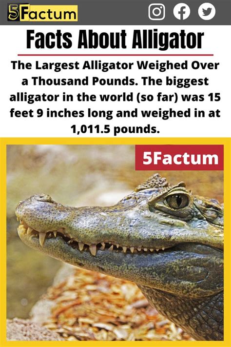 An Alligator With The Caption Fact About Alligator