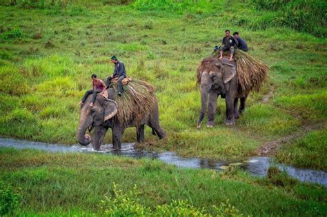 Wildlife Jungle Safari Tours Nepal Chitwan National Park Happyland Treks