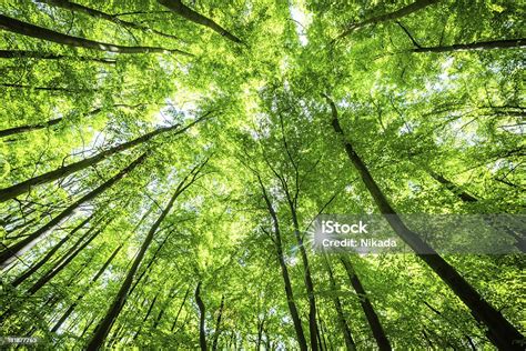 Lowangle Shot Of Beech Tree Forest Stock Photo Download Image Now