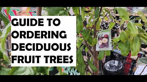 Guide To Ordering Deciduous Fruit Trees Youtube