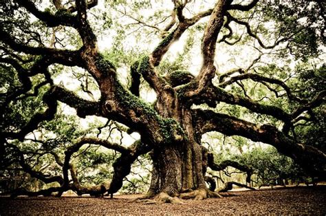 Ten Thousand Trees Angel Oak Tree