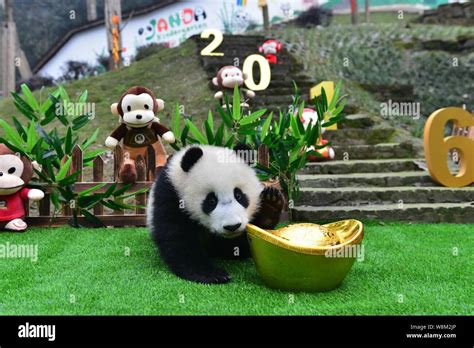 A Giant Panda Cub Born In 2015 Plays With A Model Gold Ingot At The