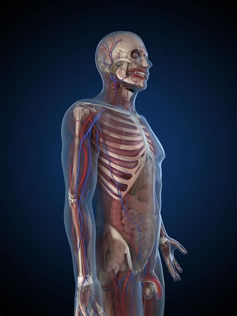 male anatomy artwork digital art by sciepro fine art america