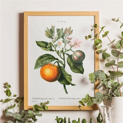 Vintage Orange Citrus Orange Botanical Print Giclee Antique Etsy