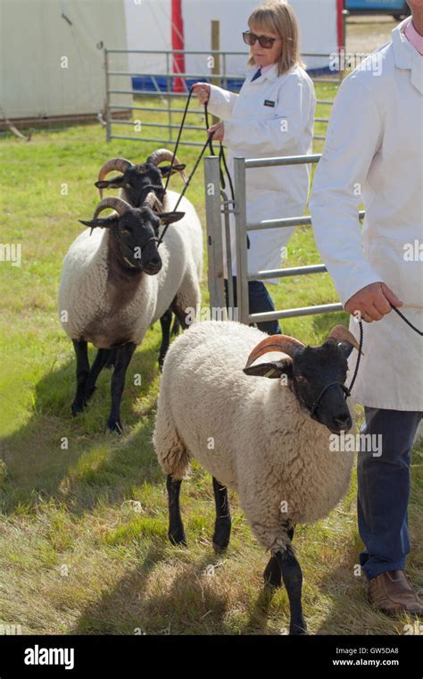 Norfolk Horn Sheep Arriving For Show Ring Aylsham Agricultural Show