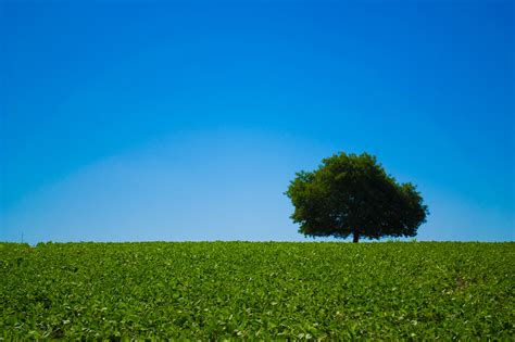 Landscape Photography Of Tree On Field Under Blue Sky Hd Wallpaper