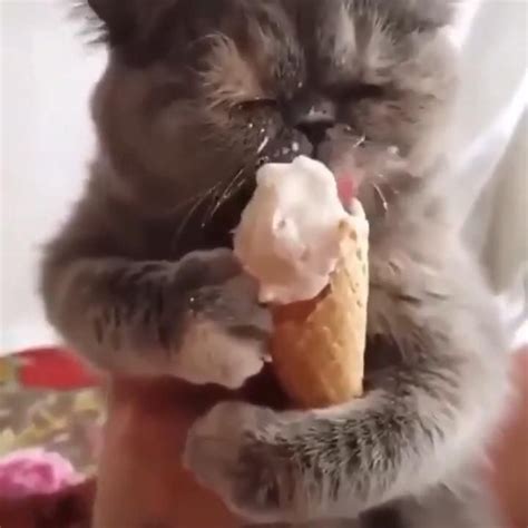 Cat Eating Ice Cream Cone