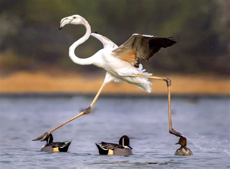 About birds inhabit all ecosystems of the globe. Watch your step! Flamingo appears to use small birds as ...