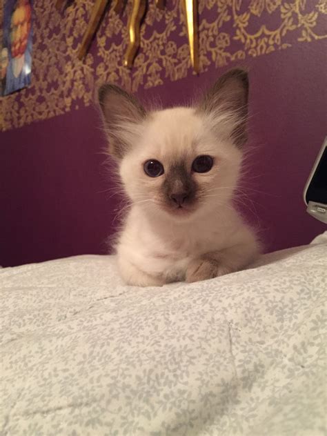 My New Balinese Kitten Posing For The Camera Balinese Cat Cute Cats