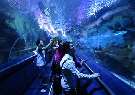 The 10 Best Aquaria Klcc Tours And Tickets 2019 Kuala Lumpur Viator