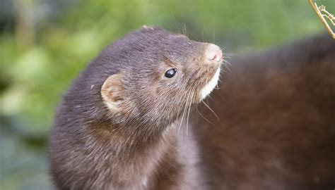 Differences Between Minks And Weasels Sciencing