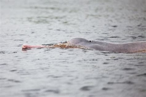 Bolivian River Dolphin Inia Geoffrensis Boliviensis Flickr