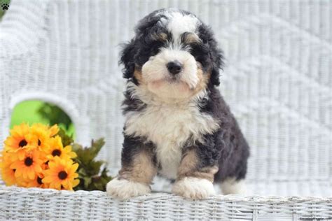The saint berdoodle might just be the perfect dog for you. Mini St Berdoodle Puppies For Sale Ohio | Top Dog Information