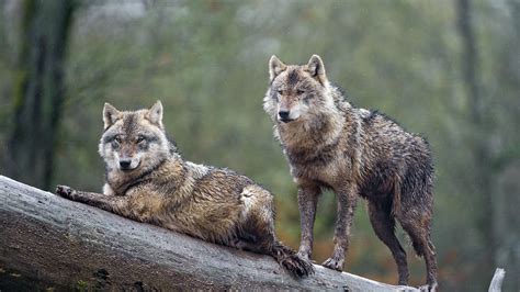 8K Ultra HD Wolf Wallpapers