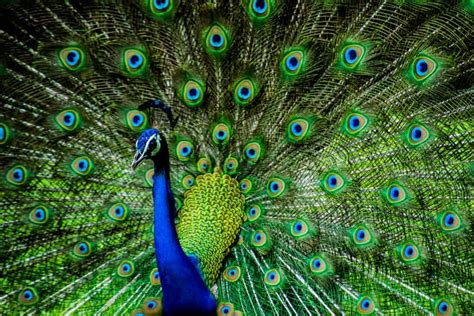 22 Meaning And Interpretations When You Dream Of “peacock”