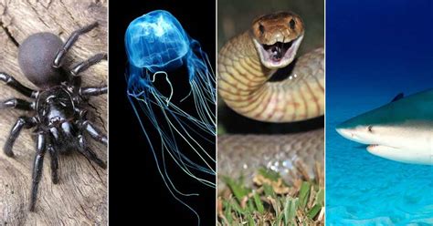 7 Dangerous Animals To Avoid In Australia Finglobal