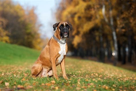 Facts About Boxer Dogs Pawversity
