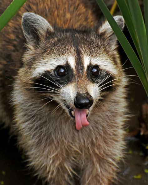 10 Trash Panda Pics That Prove Theyre The Cutest Animal In The World