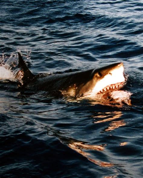What Are The Biggest Great White Sharks Ever Recorded Owlcation