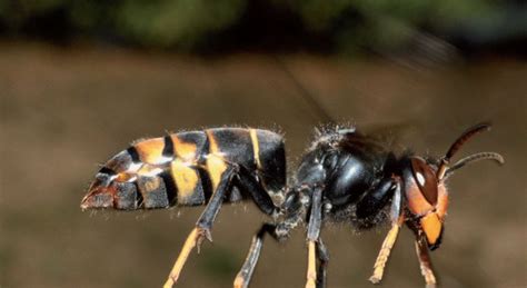 1 insetto affine alla vespa, ma più grosso, con corpo bruno rossiccio e addome variegato di giallo, la cui femmina è fornita di pungiglione. Calabrone gigante asiatico punge e uccide un uomo in Spagna