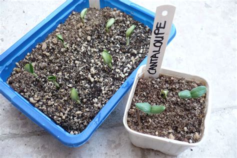 Finding The Green Cantaloupe Germination Emergence Of A Seedling