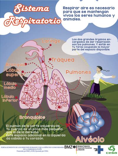 Recursos El Sistema Respiratorio
