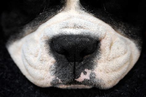 Pictures Of The Week March 8 March 15 Dog Nose Boxer Dogs Dogs