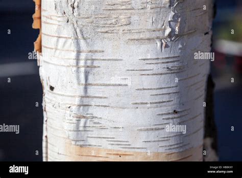 Tree Bark Texture Hi Res Stock Photography And Images Alamy