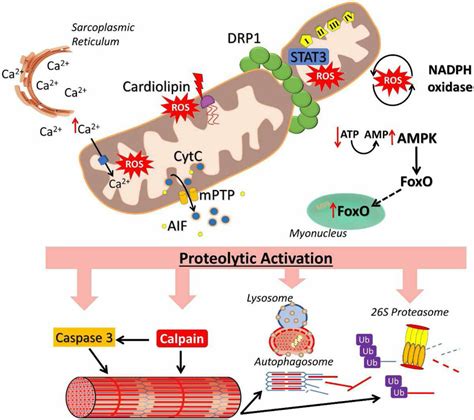 Dysfunctional Mitochondria Signal For Proteolytic Activation