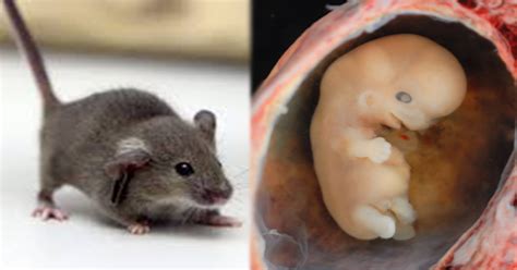 Japan is Doing Scientific Experiments To Create Human-Animal Hybrids