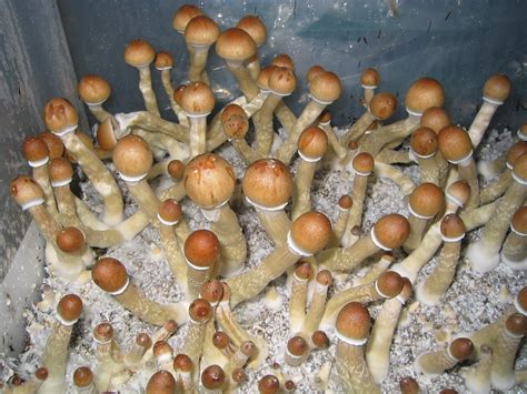 Magic Mushroom Pictures