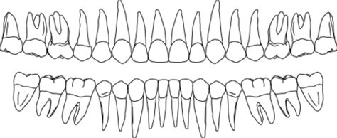 Tooth Morphology Permanent Dentition Incisors Flashcards Quizlet