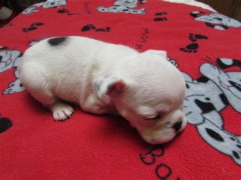 English bulldog puppies for sale in oregonselect a breed. AKC English Bulldog Female Puppy for Sale in Oregon City ...