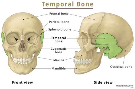 Temporal Bone Location Functions Anatomy Labeled Diagram