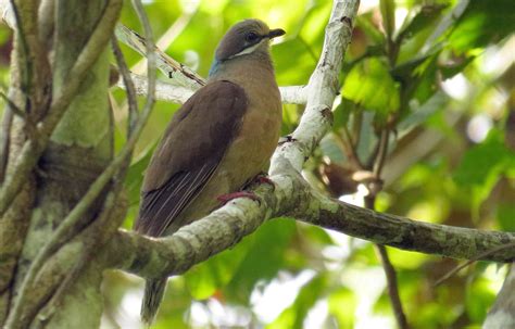Each supports different animal species, despite all having approximately the same environmental conditions. Rare birds in the Philippines losing their home - Star2.com