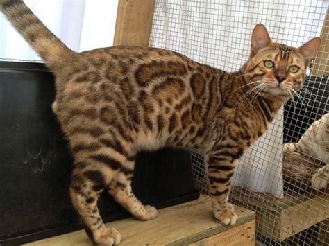Bengal cats are an exotic breed created as a hybrid between an asian leopard cat and a domestic feline. Bengal Cat Adult Size - Baby Pink Kitten Heels
