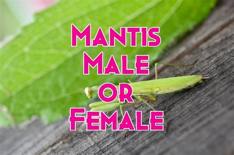 Praying Mantis Gender How To Identify Male Or Female