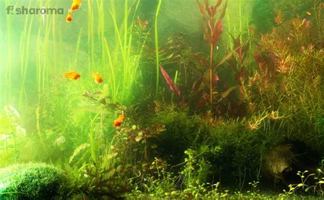 11 Most Common Types Of Aquarium Algae Their Causes And Treatments