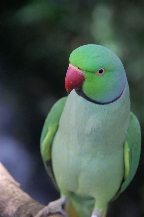 8 Top Loudest Parrots Often Kept As Pets