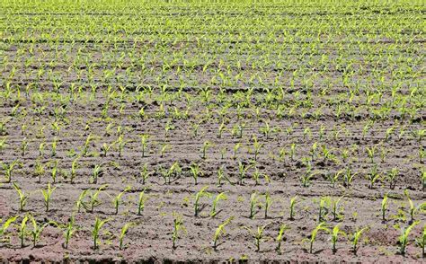 Crops Suitable For Sandy Soil A Full Guide Agri Farming