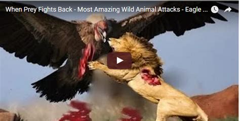 When Prey Fights Back Most Amazing Wild Animal Attacks Eagle
