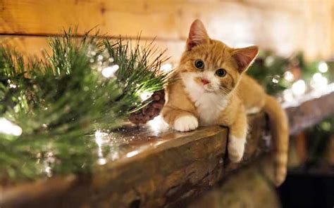 Delicious and Safe Christmas Dinner Ideas for Dogs and ...