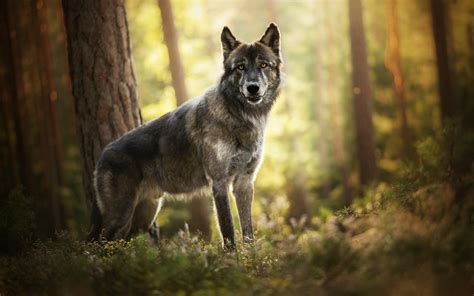 Gray And White Wolf Nature Wolf Forest Animals Hd Wallpaper