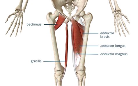 3 exercises to heal an adductor strain 2022