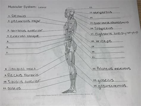 Solved Muscular System Lateral 13 3 Temporalis 14 1