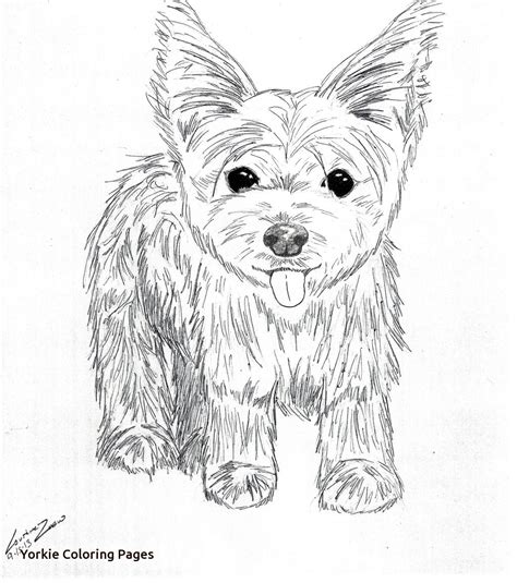 Teacup Yorkie Coloring Pages Coloring Pages